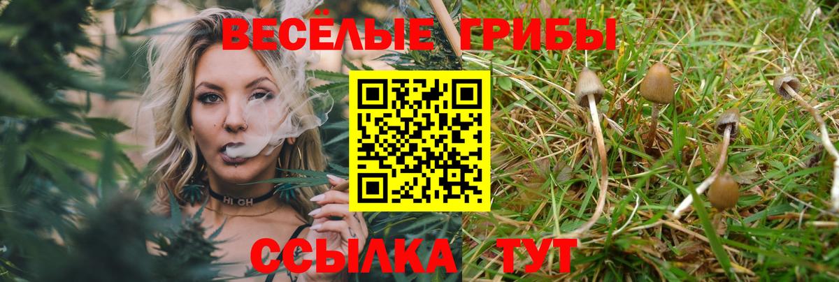 Псилоцибиновые грибы прущие грибы Сокол